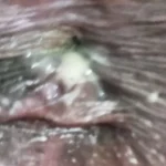 WhatsApp-Image-2024-10-29-at-02.35.09_868a7732-r3gw4ie0vk6olh67knzwnowj555yhkxzwbejems2a0-ratwbyfhnj2mh1rzmvj9ayaocinr6c9c919pfhvkp4